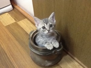 猫の画像